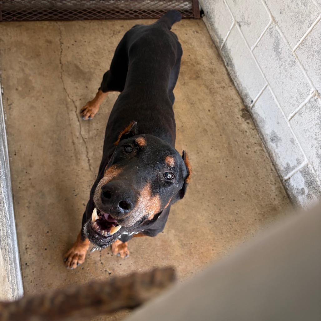 REX - Pinscher / Doberman available for adoption