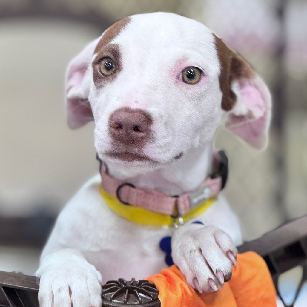FABLE - Hound / Retriever, Labrador available for adoption