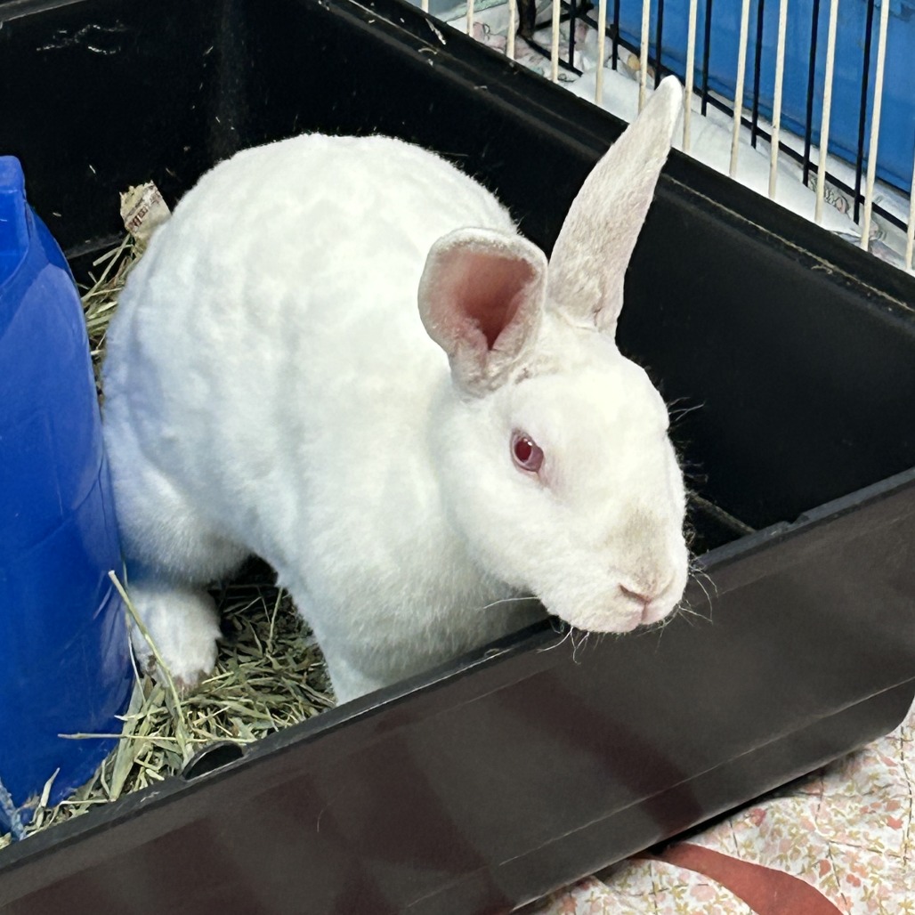 Cadbury