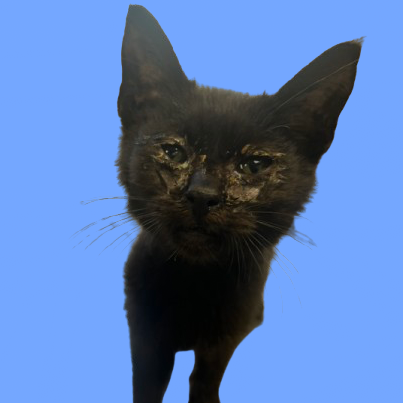  Photo of TUSC-Stray-82923