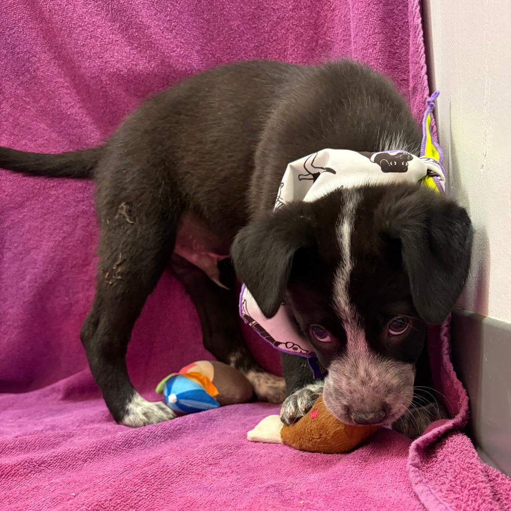 Hank Williams Jr — thumbnail 8