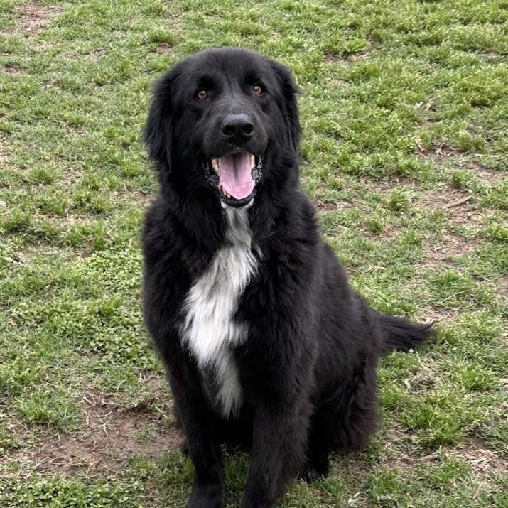Scout, photo 5