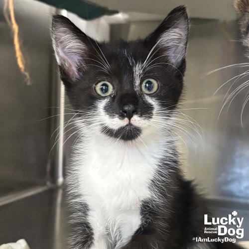 BLACKBERRY - Domestic Shorthair available for adoption