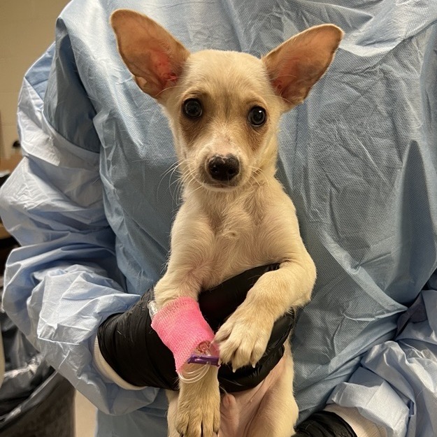 BRUNO MARS - Chihuahua available for adoption