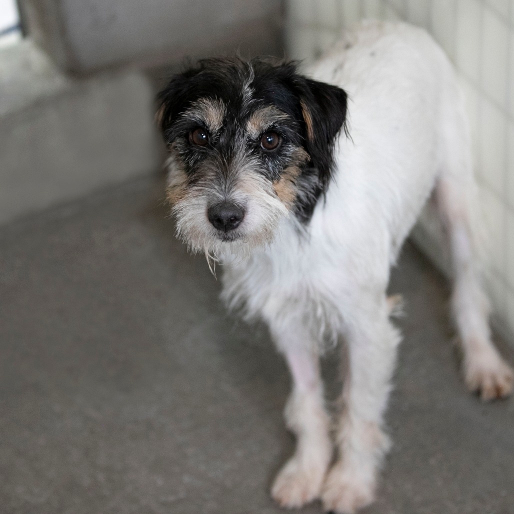BETH (AG26-60) - Terrier / Jack Russell available for adoption