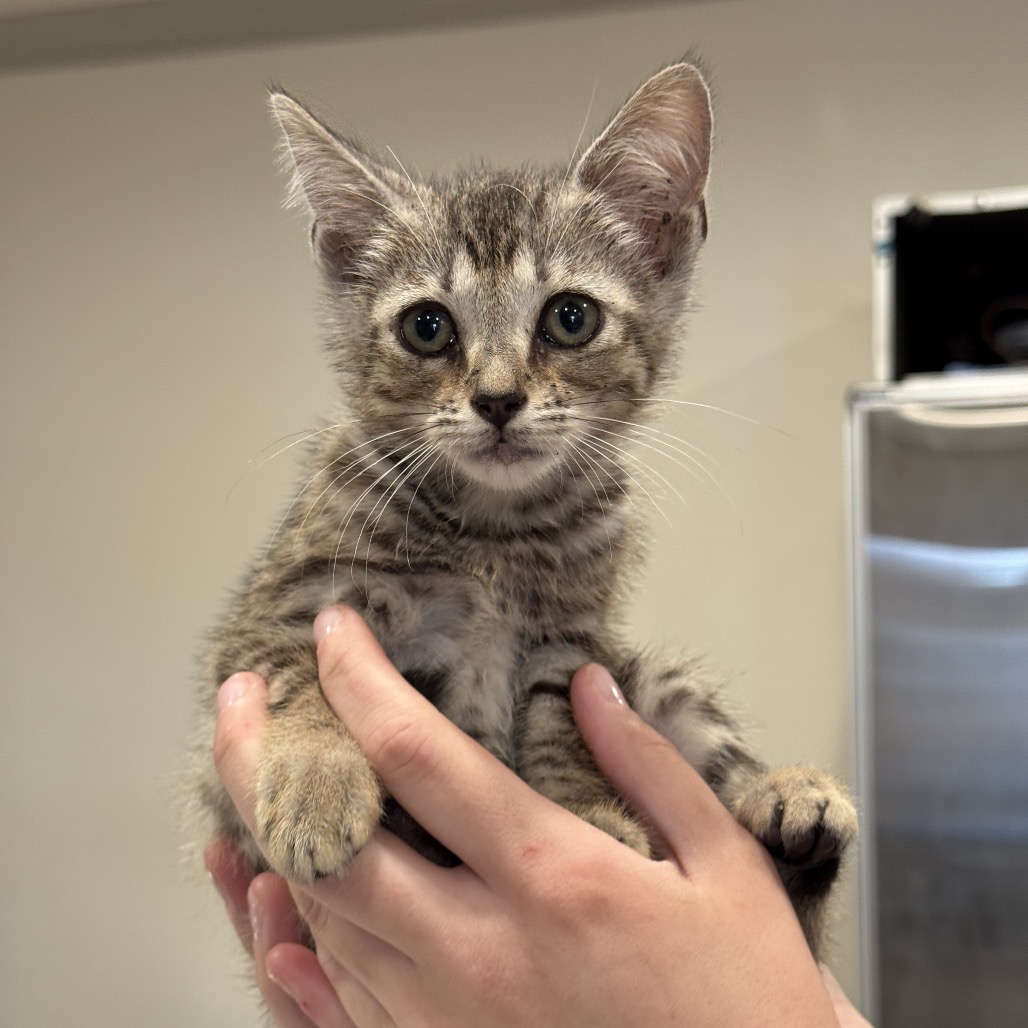 SPARKIE - Domestic Shorthair available for adoption