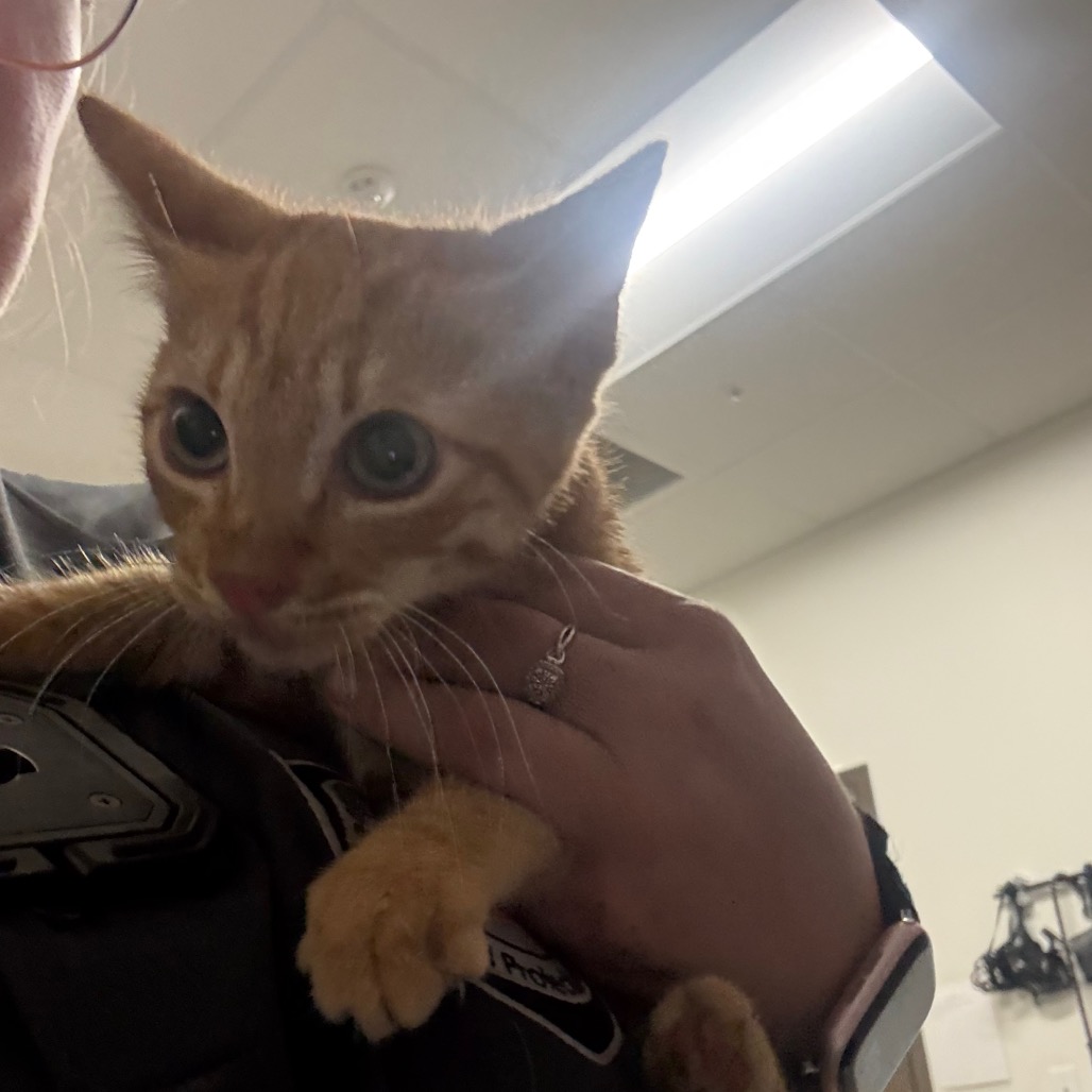 CALCIFER - Domestic Shorthair / Domestic Shorthair available for adoption