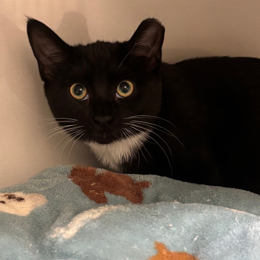 Tennessee - Domestic Shorthair