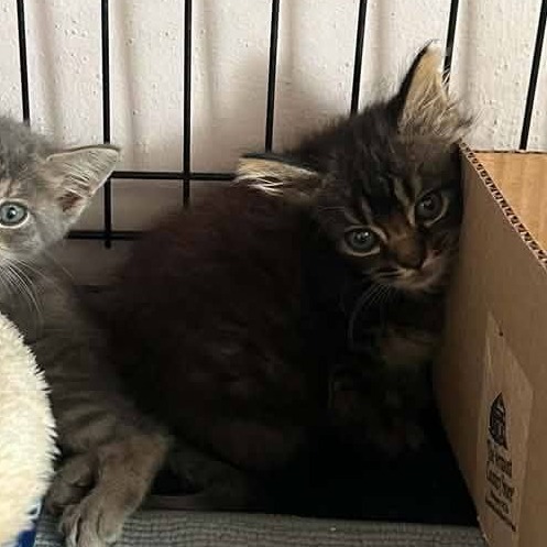 ASTRO - Domestic Medium Hair available for adoption