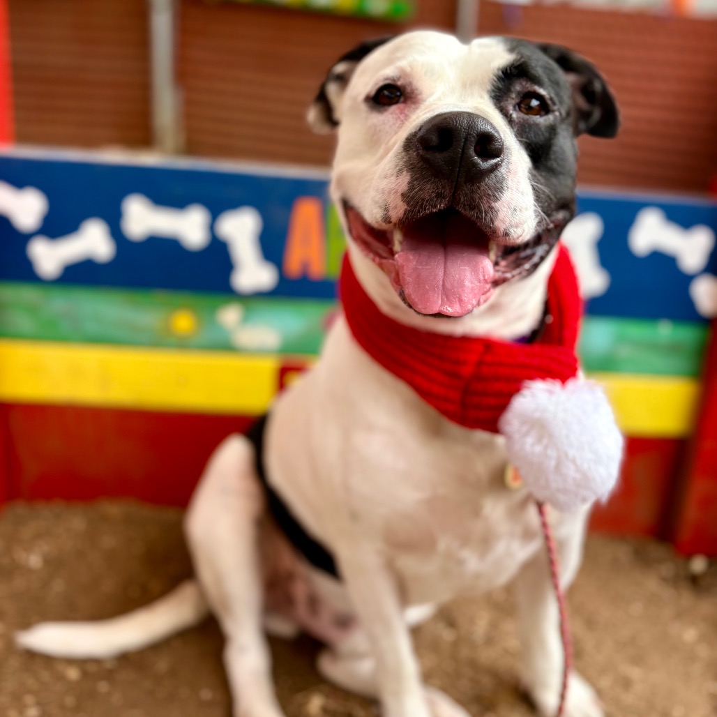 Gelato — thumbnail 7