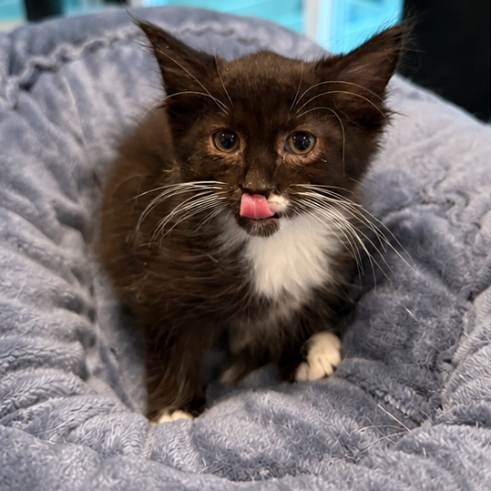 TARZAN - Domestic Medium Hair available for adoption