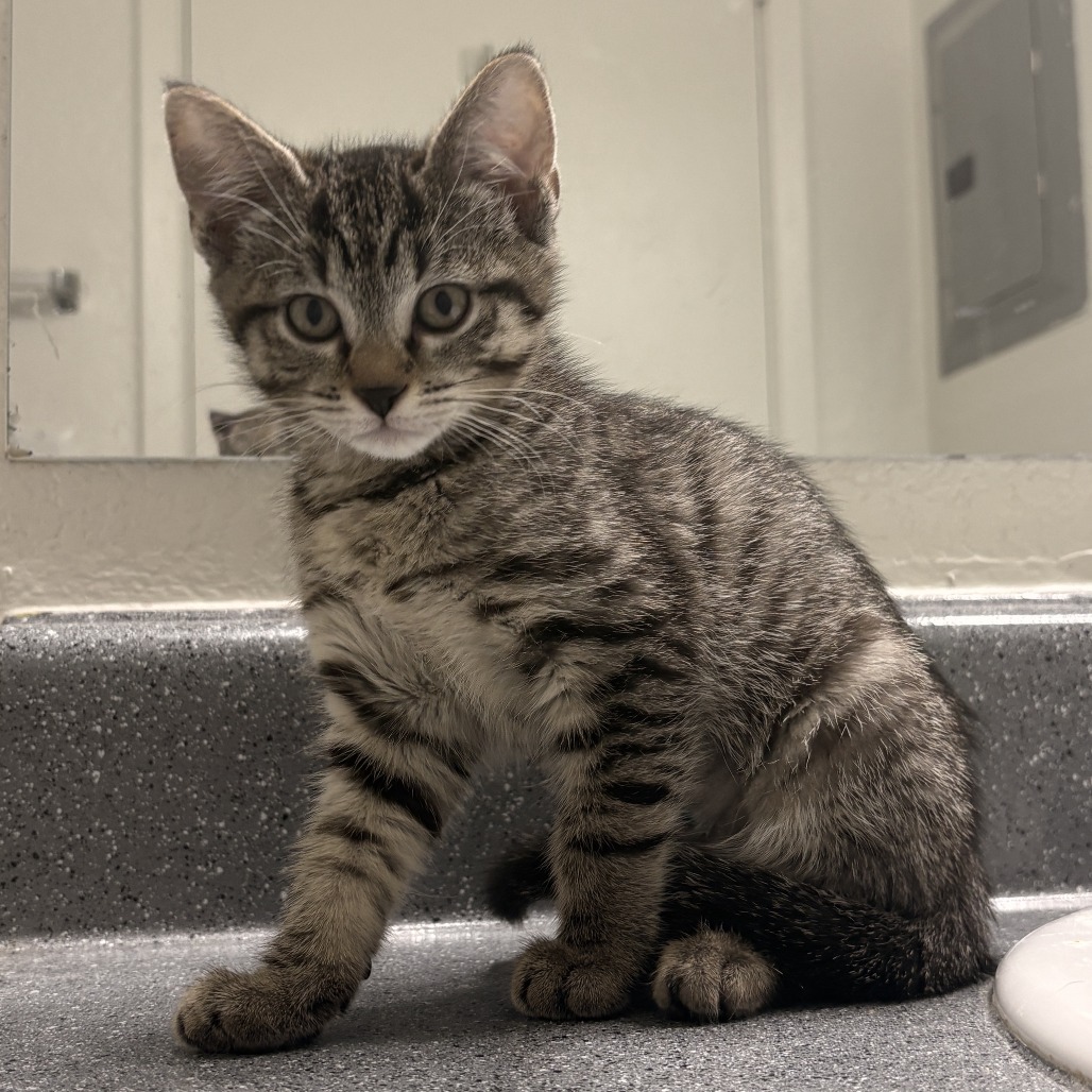 Salt: Female 2 Domestic Shorthair