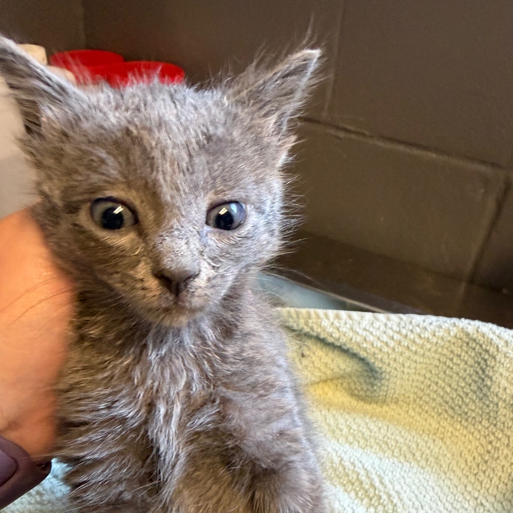 Tusc Stray 84609 2 3 4