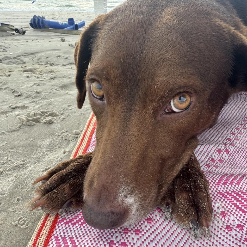 COCO - Retriever / Chocolate Labrador for adoption in San Antonio