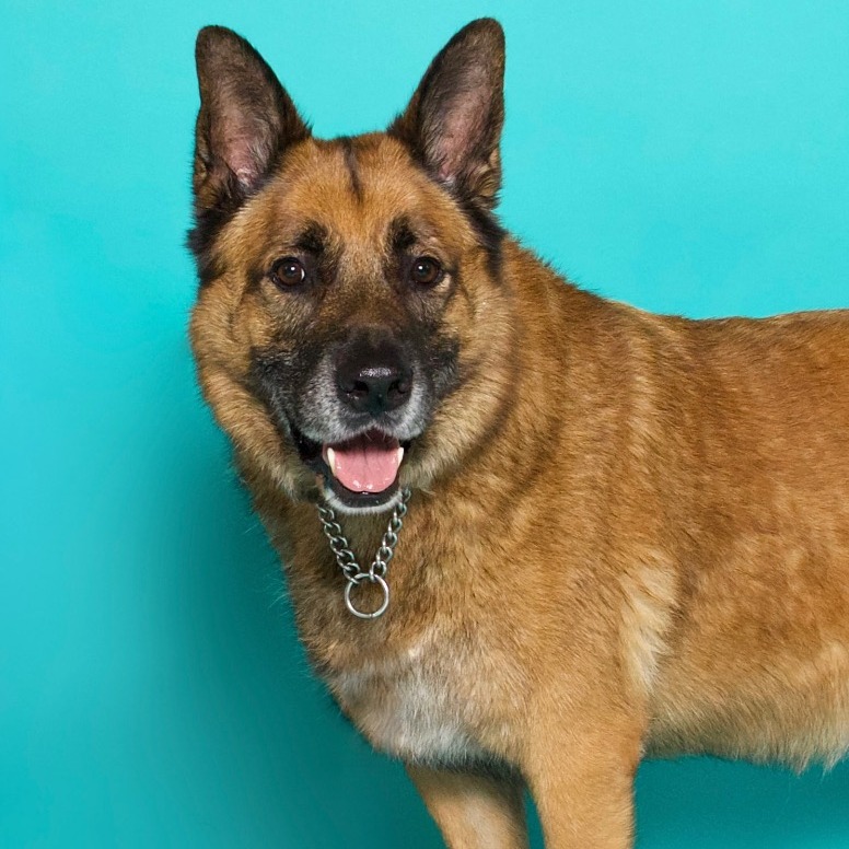 Another portrait of Sampson