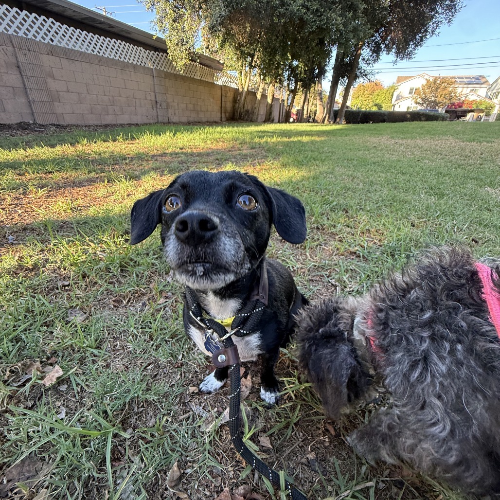 Star (bonded with Twinkle) - Costa Mesa Location, photo 34