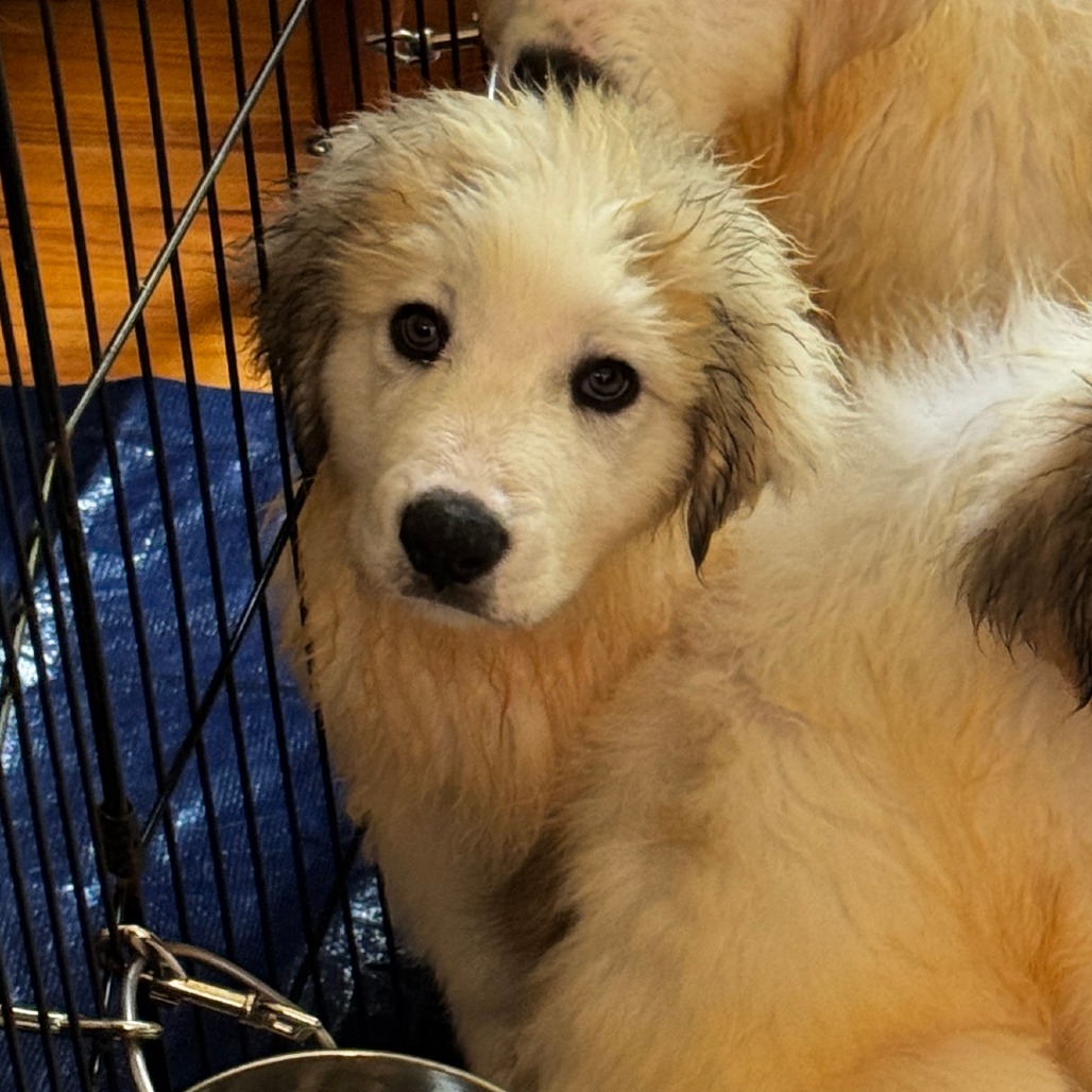 NY Jasper Avail Aug 8 (Foster in Stormville)