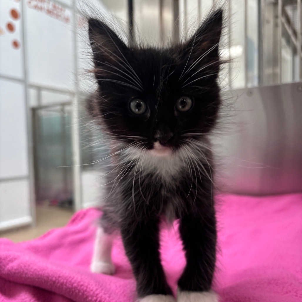 Photo of Denali, a cat adopted from Gulf Coast Humane Society