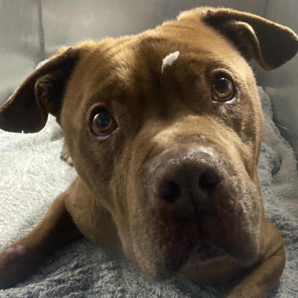 Rusty Shackleford — thumbnail 2