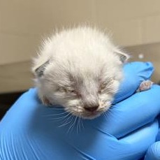 BITTY SLEET - Domestic Shorthair available for adoption