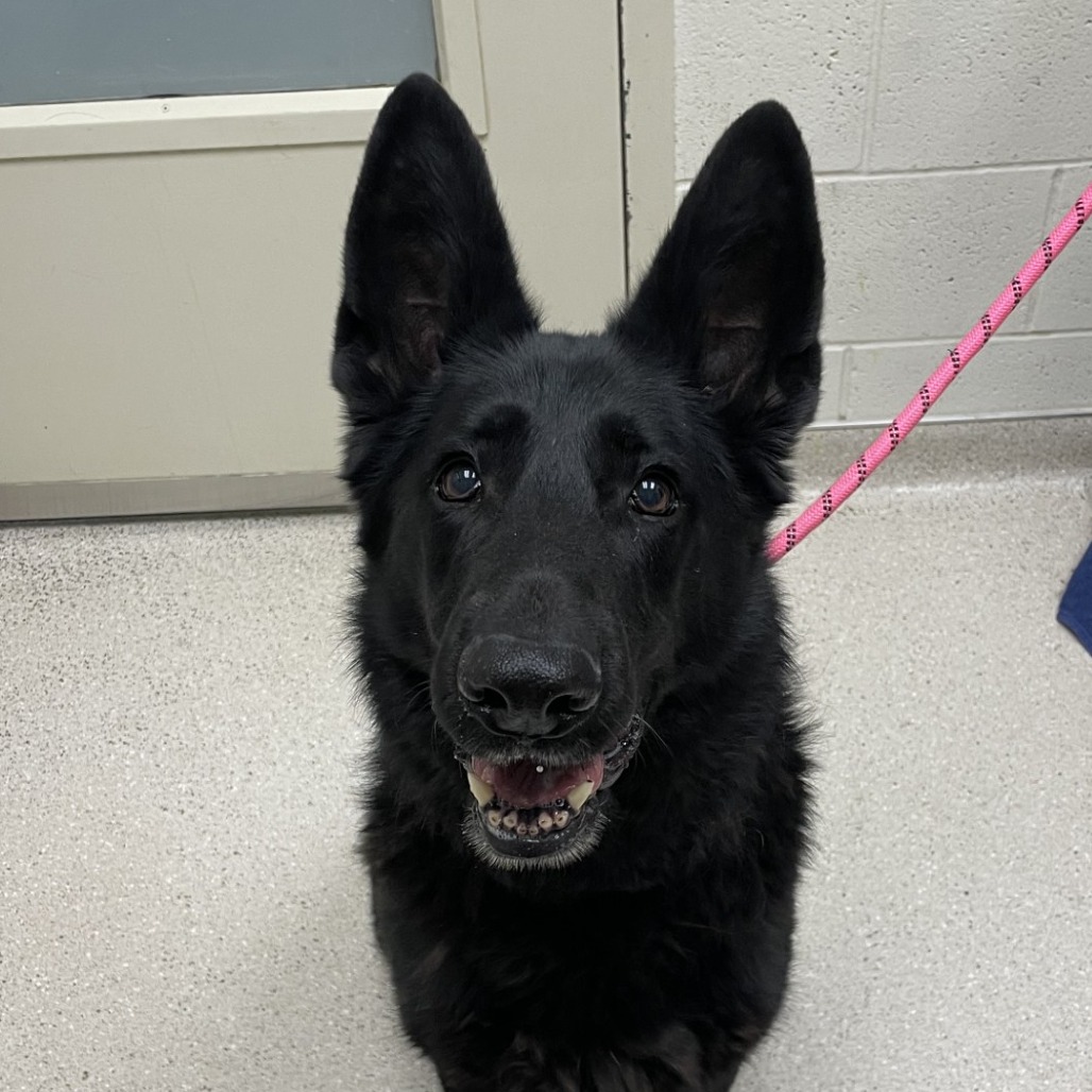 Navi — thumbnail 2