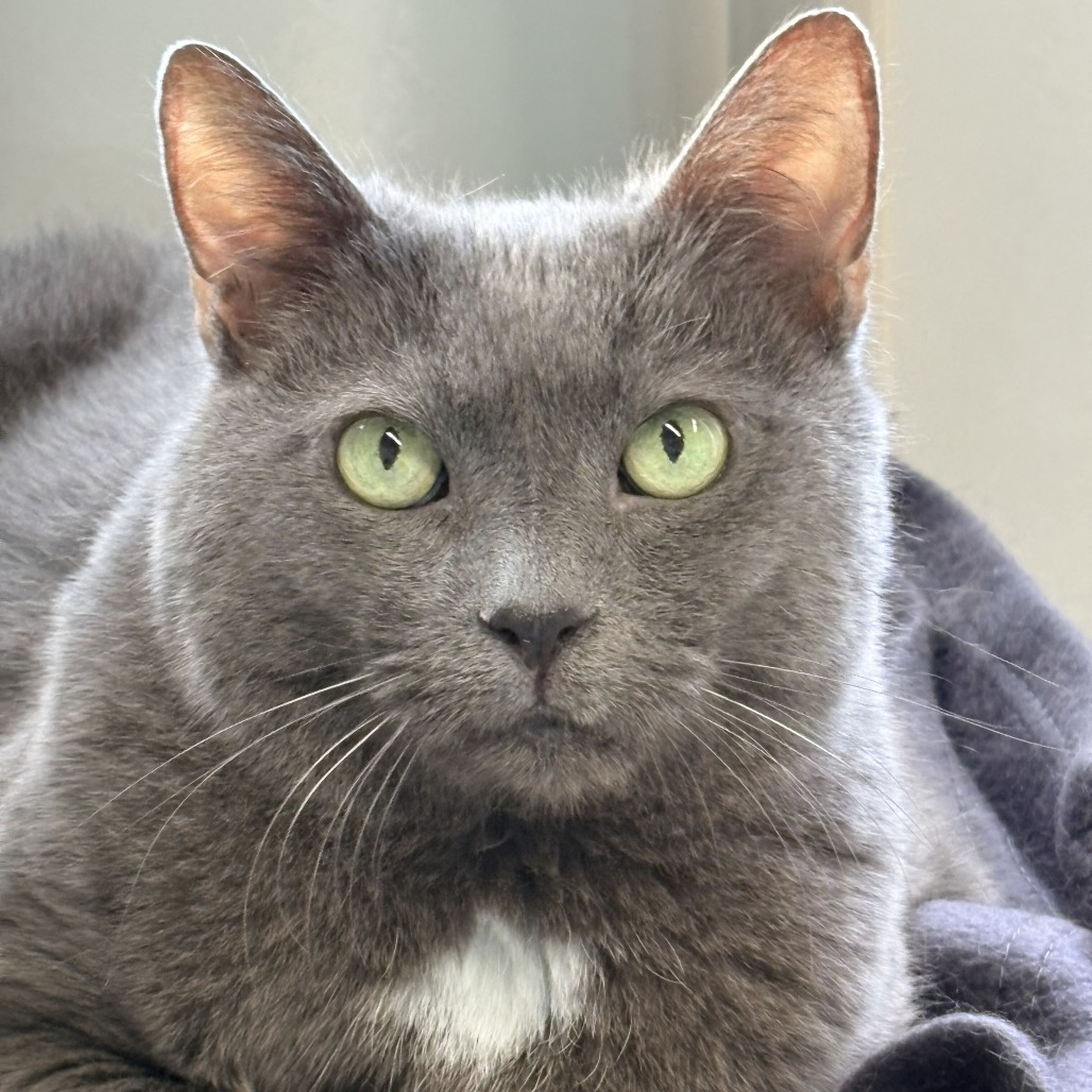 Bella (2026), photo 5