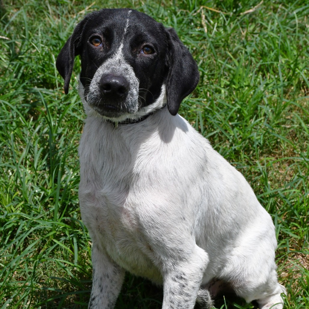 DUSTY - Cattle Dog / Australian (Blue Heeler) available for adoption