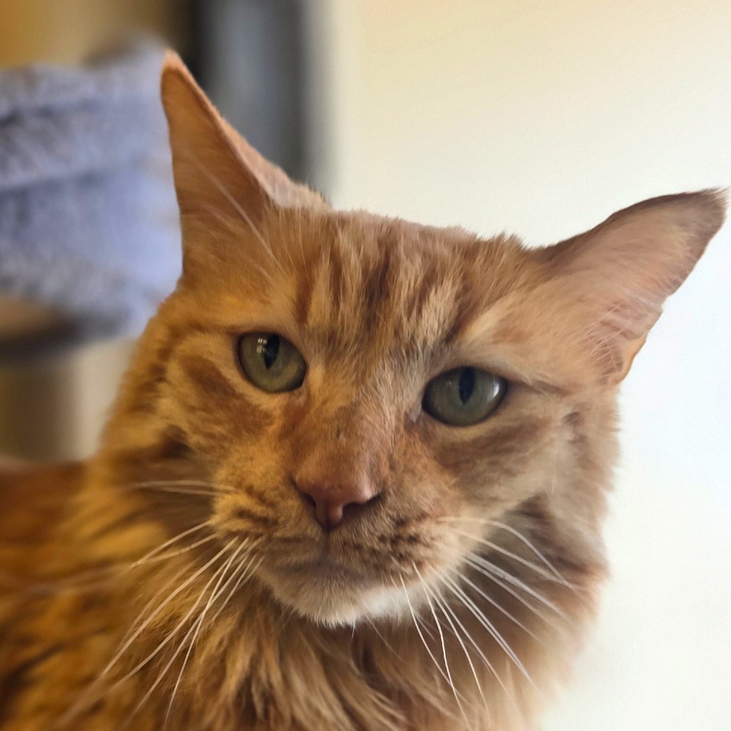 Sir Pumpkin