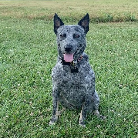 SKYE CELINE - Mixed Breed (Medium) / Cattle Dog available for adoption