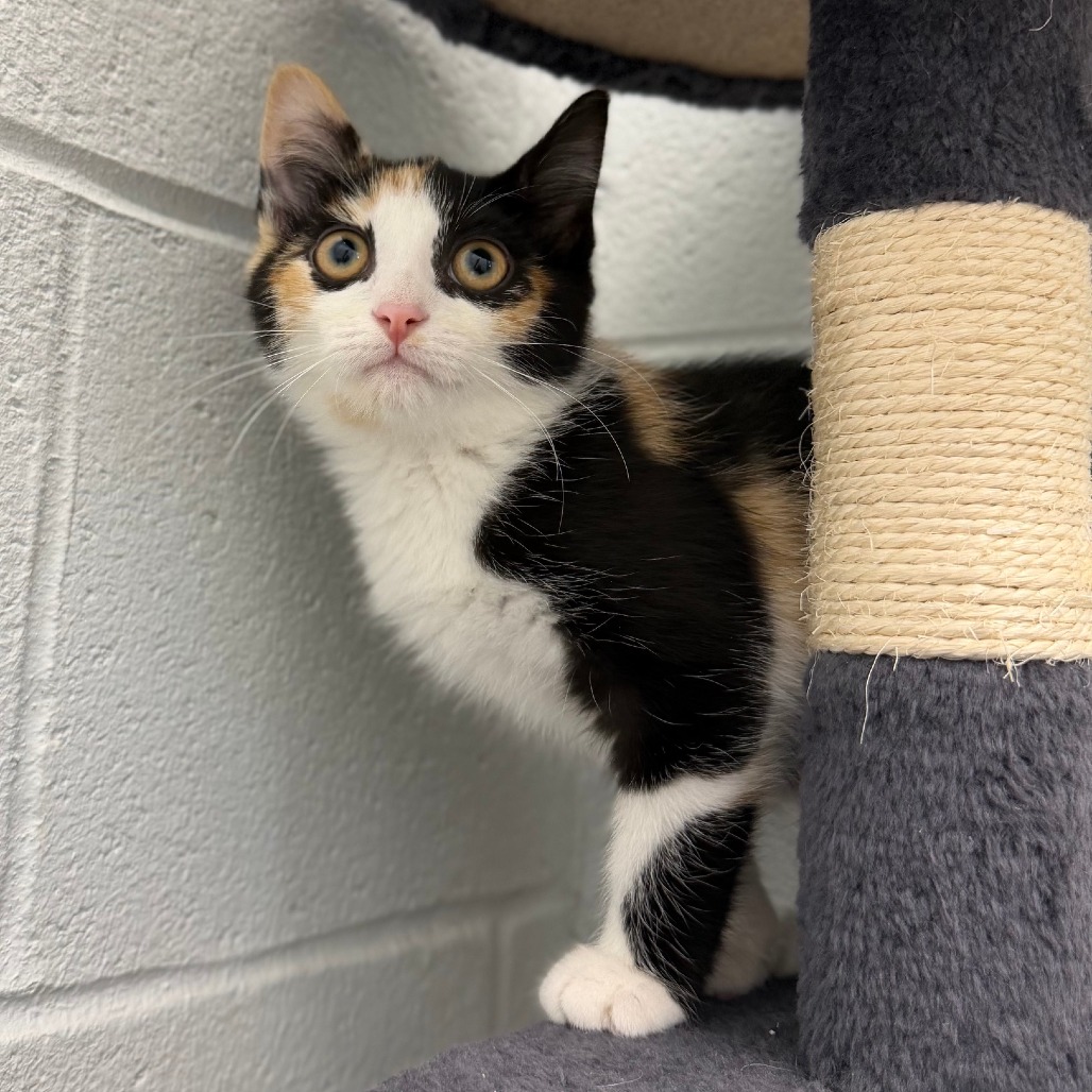 CATALINA - Domestic Shorthair available for adoption