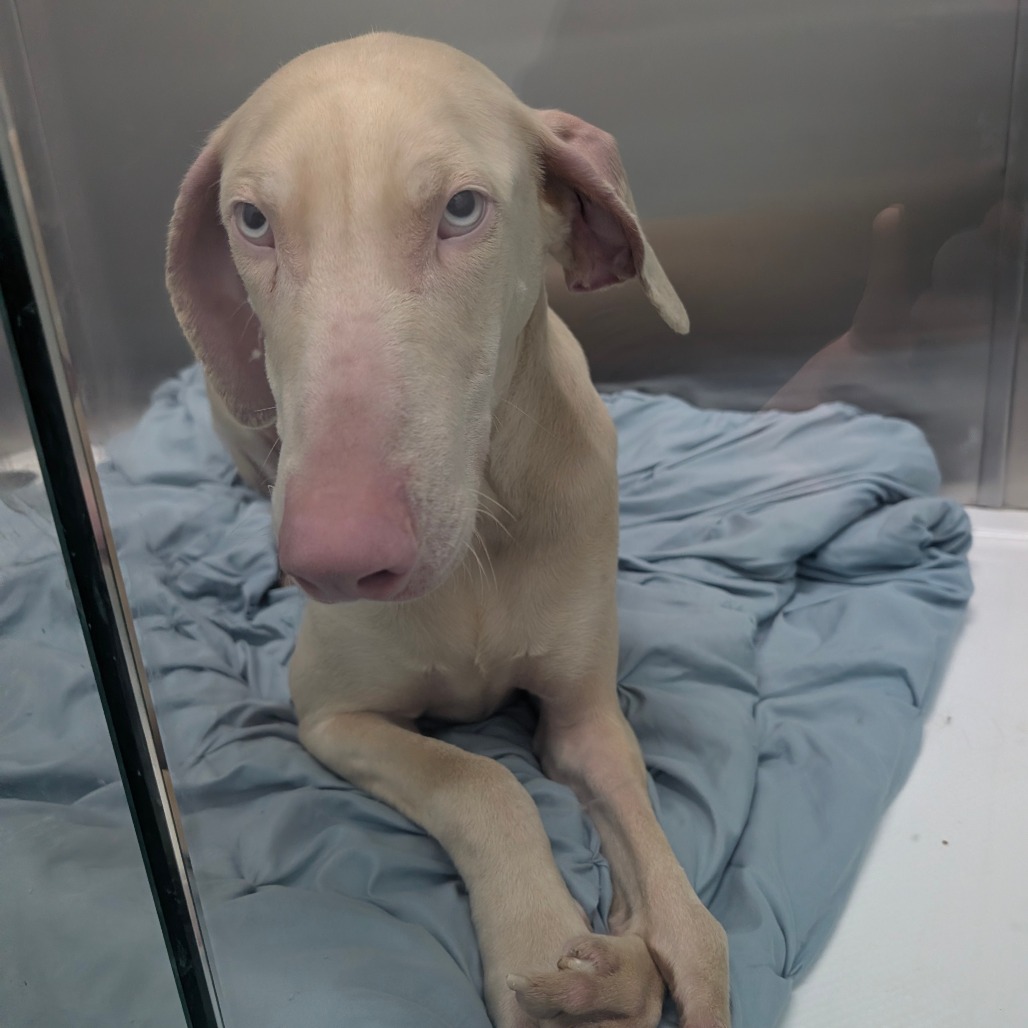 Pinky — thumbnail 2