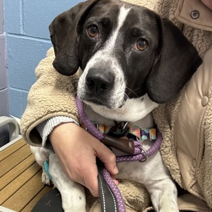 Houndini — thumbnail 5