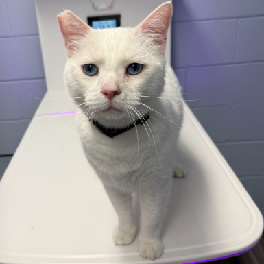 Spirit - Domestic Shorthair