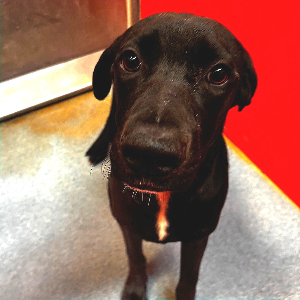 CHULO - Retriever / Black Labrador available for adoption