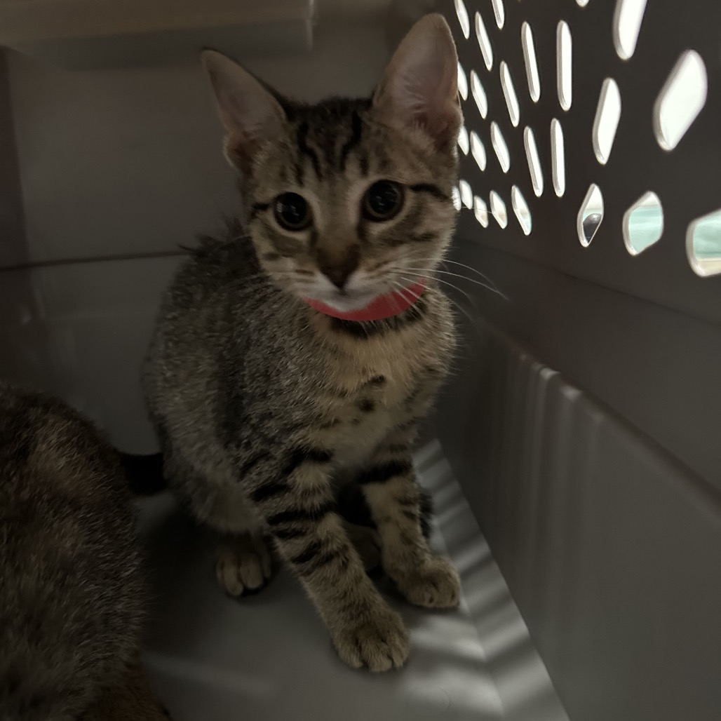 CHRISTINE - Domestic Shorthair / Domestic Shorthair available for adoption