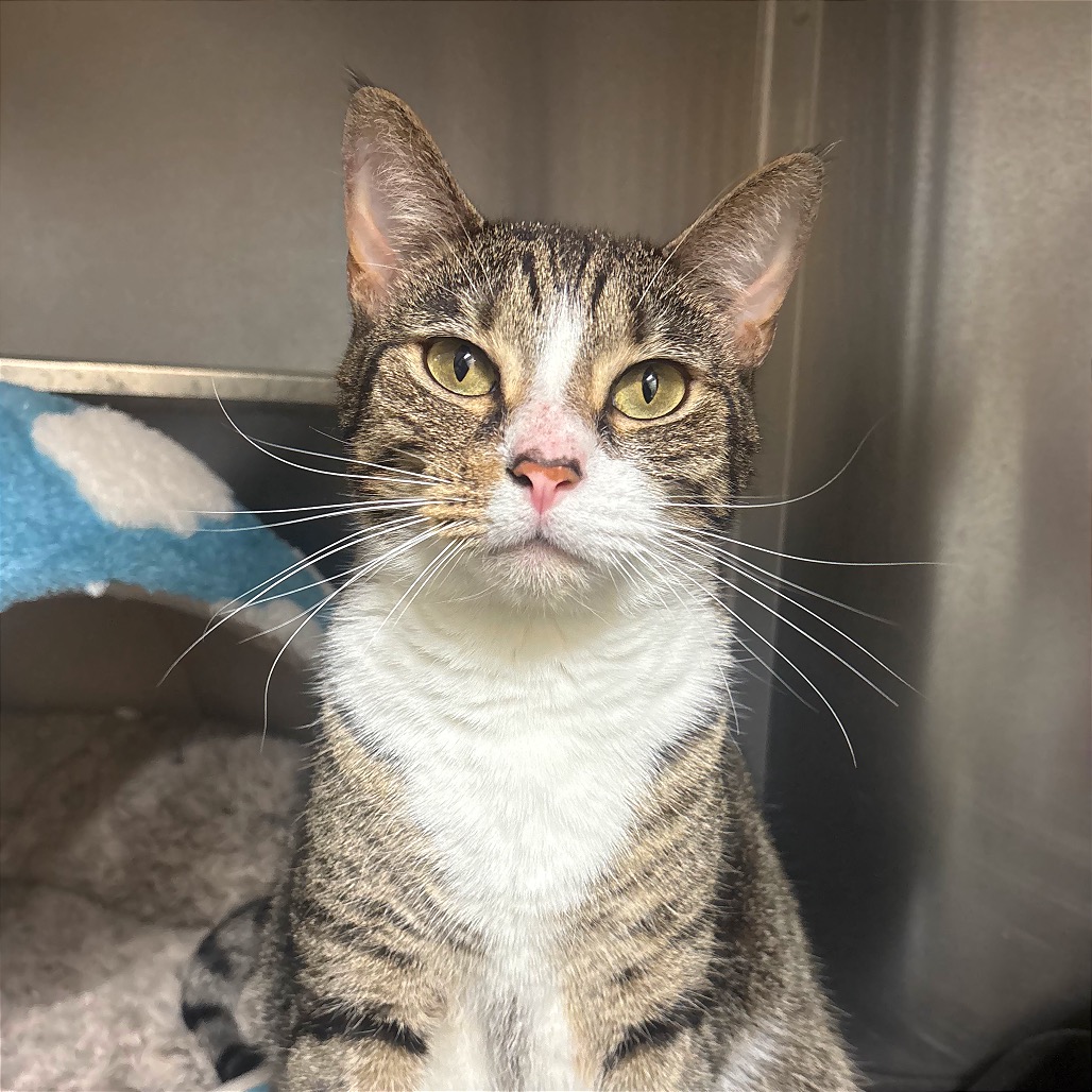 ASHER - Domestic Shorthair available for adoption