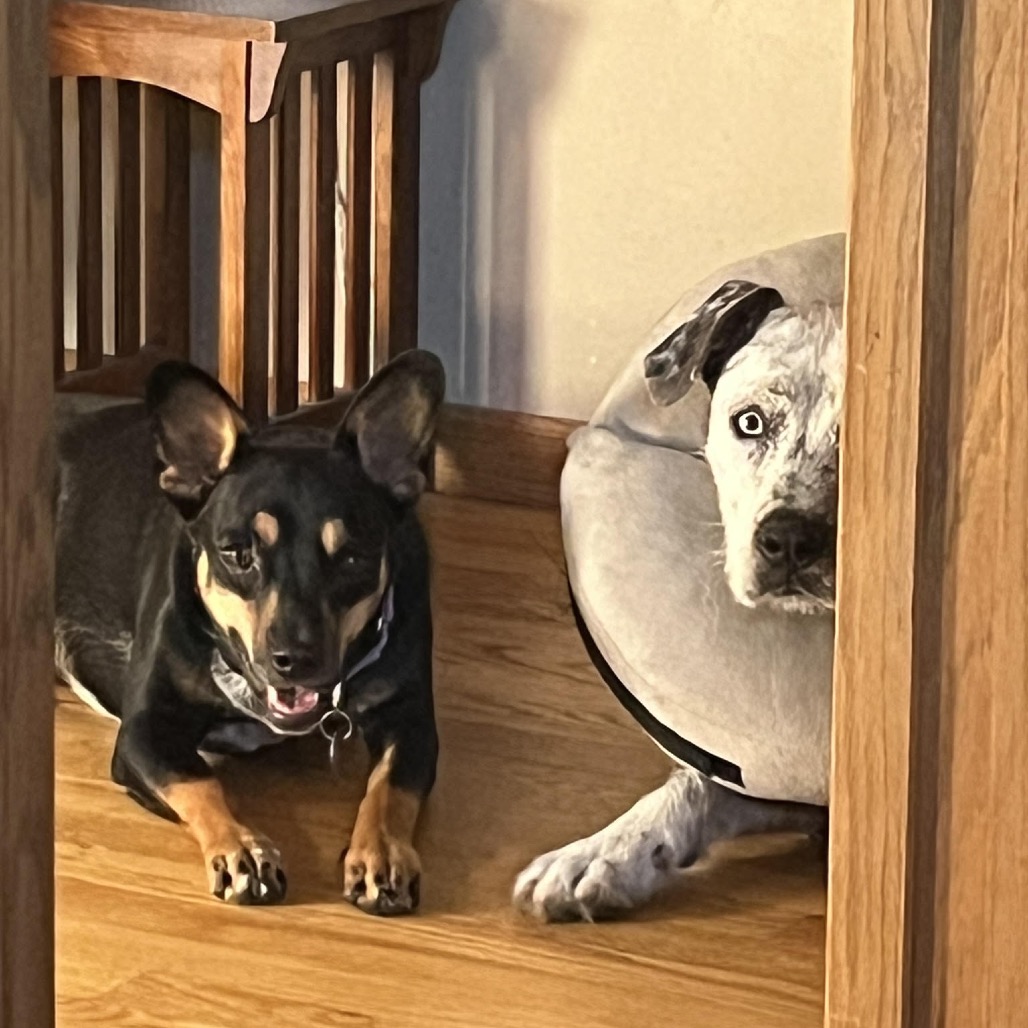 DUCKY - Mixed Breed (Medium) / Catahoula Leopard Dog available for adoption