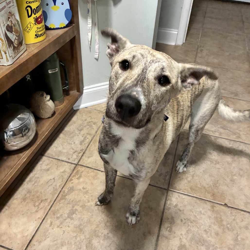 Gravy — thumbnail 2