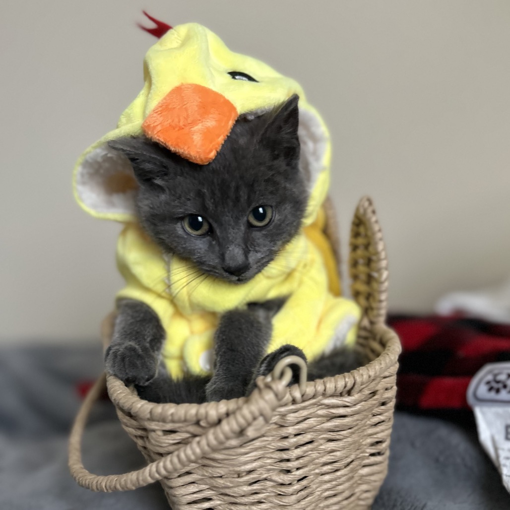 Chicken Little — thumbnail 5