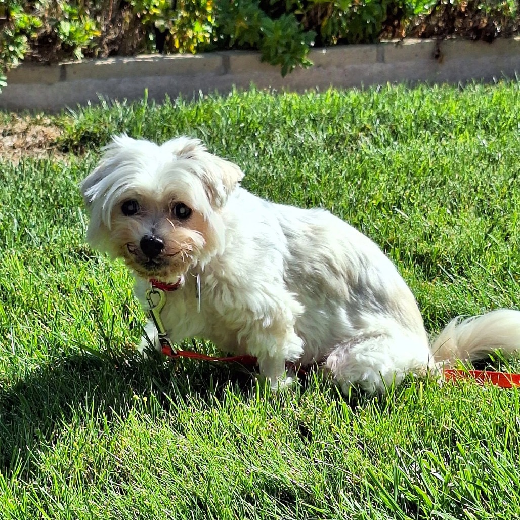 Fluffy, photo 6