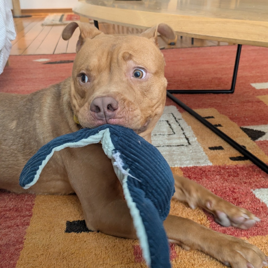 Photo of Minestrone 9