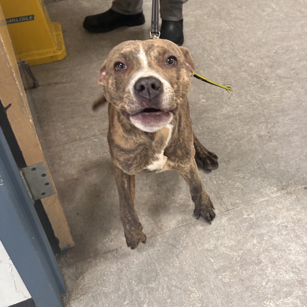 Gojo — thumbnail 2