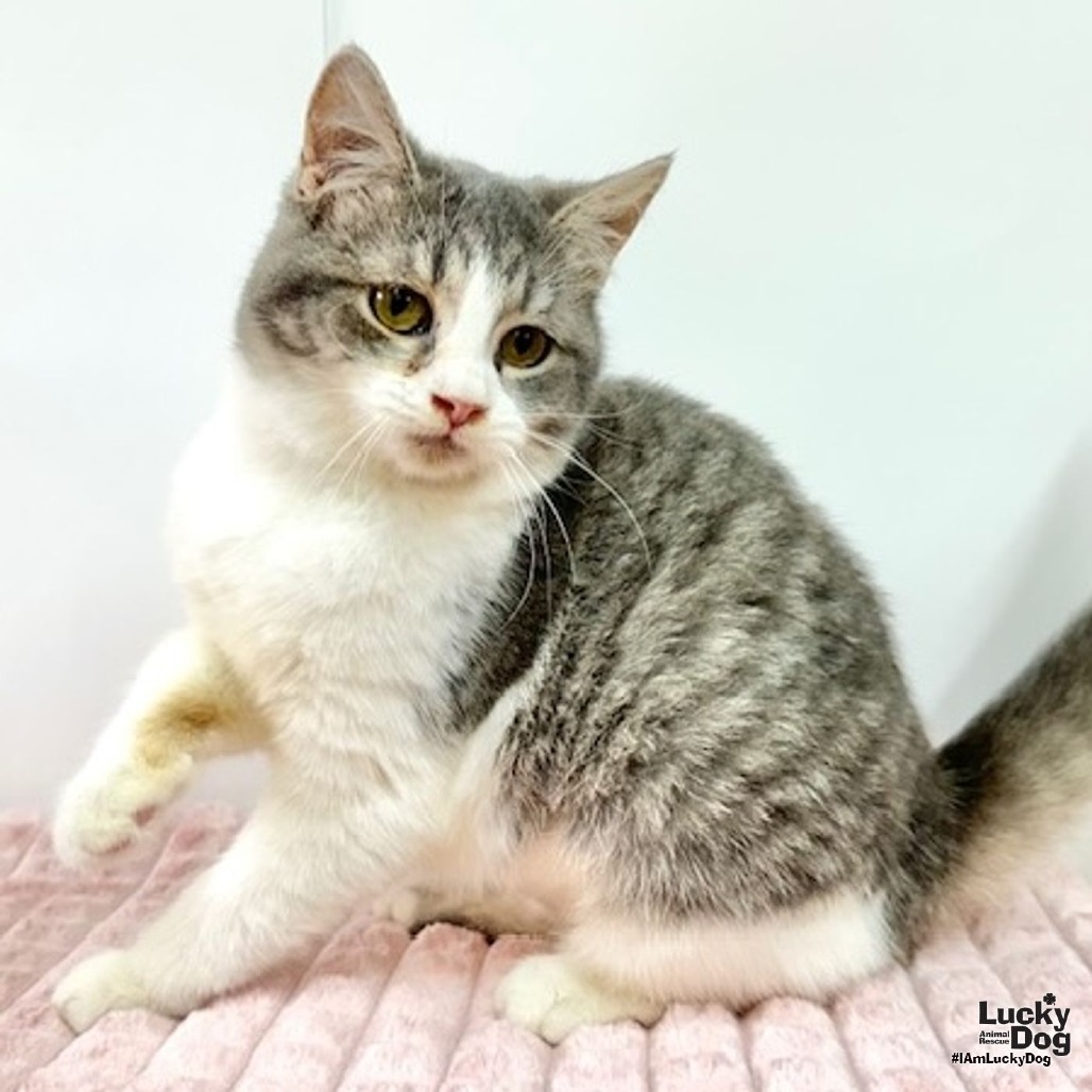 YAM - Domestic Shorthair available for adoption