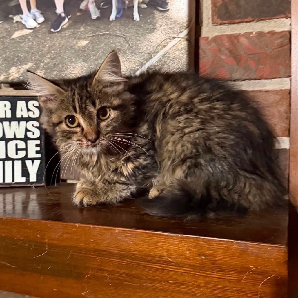 MALLORY - Domestic Medium Hair available for adoption