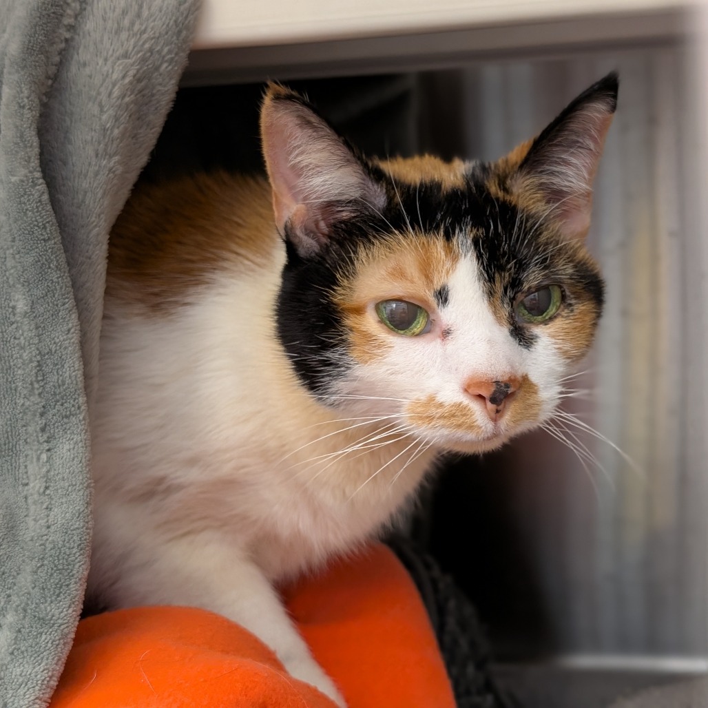 Photo of Kitty 3