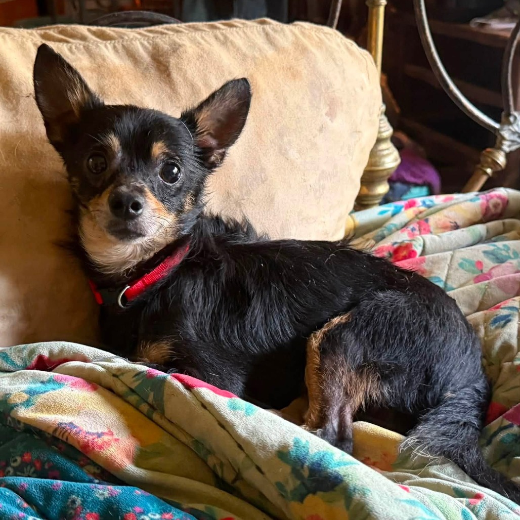 CHESTER - Mixed Breed (Small) / Chihuahua available for adoption
