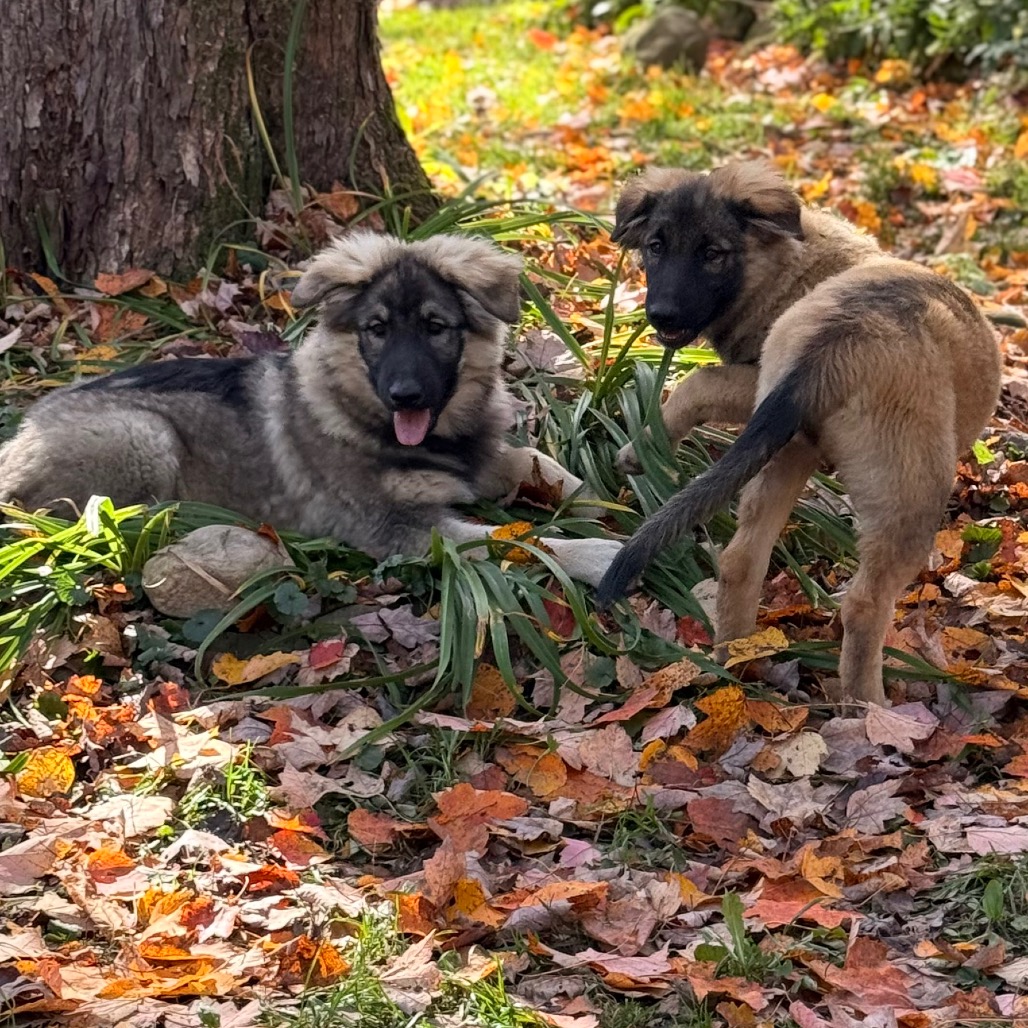 BRIGGS, photo 13