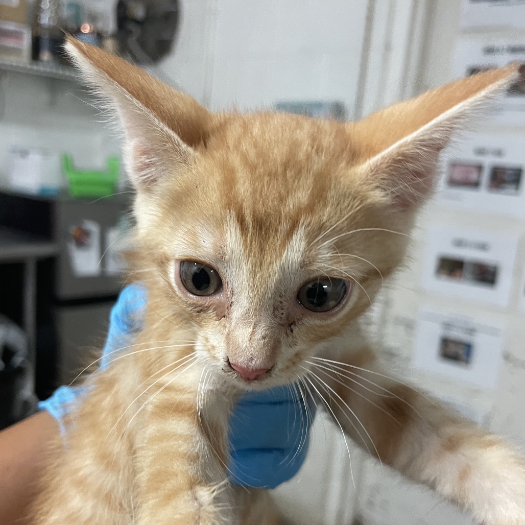 Stormy , available for adoption at PVAS