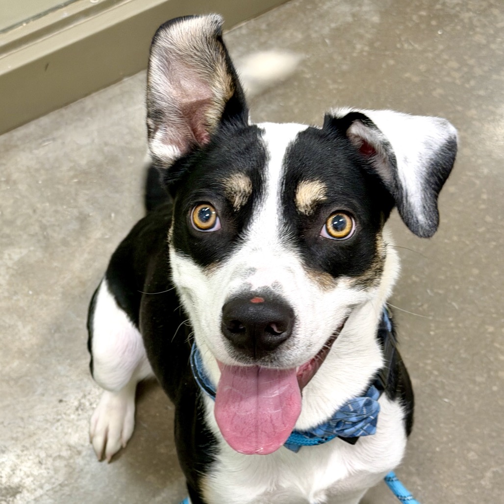 DODGE - Mixed Breed (Medium) available for adoption