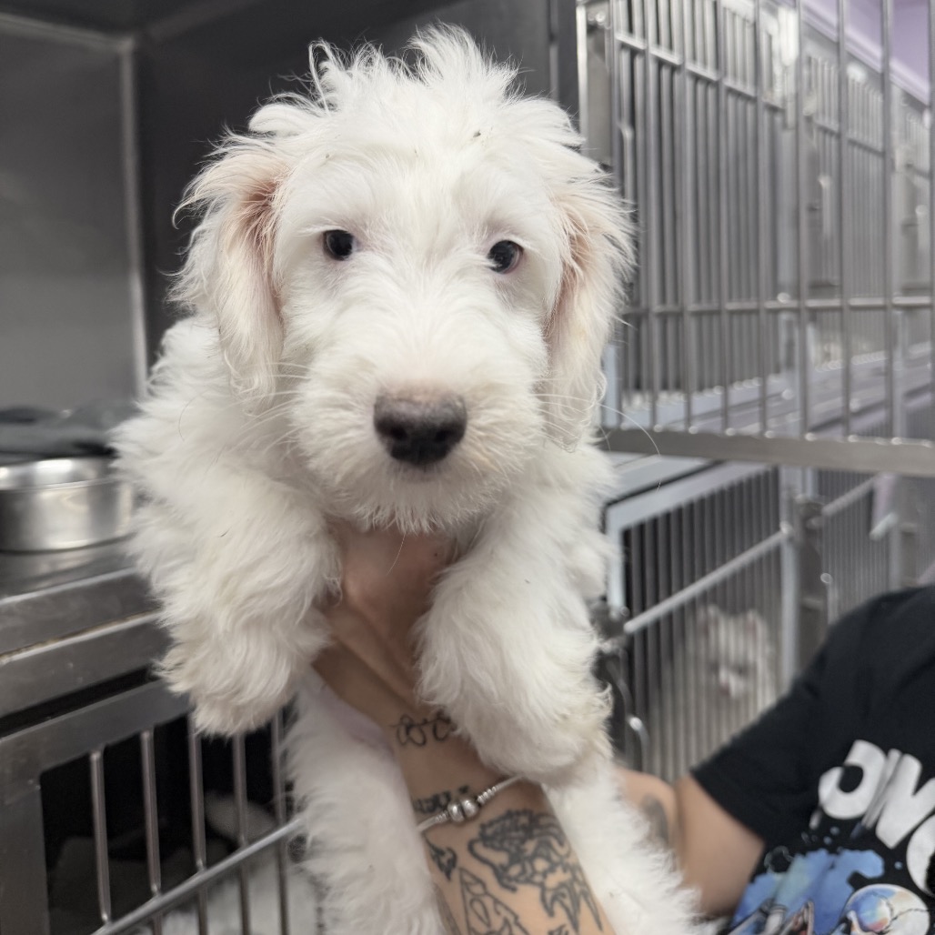 Schnauzer